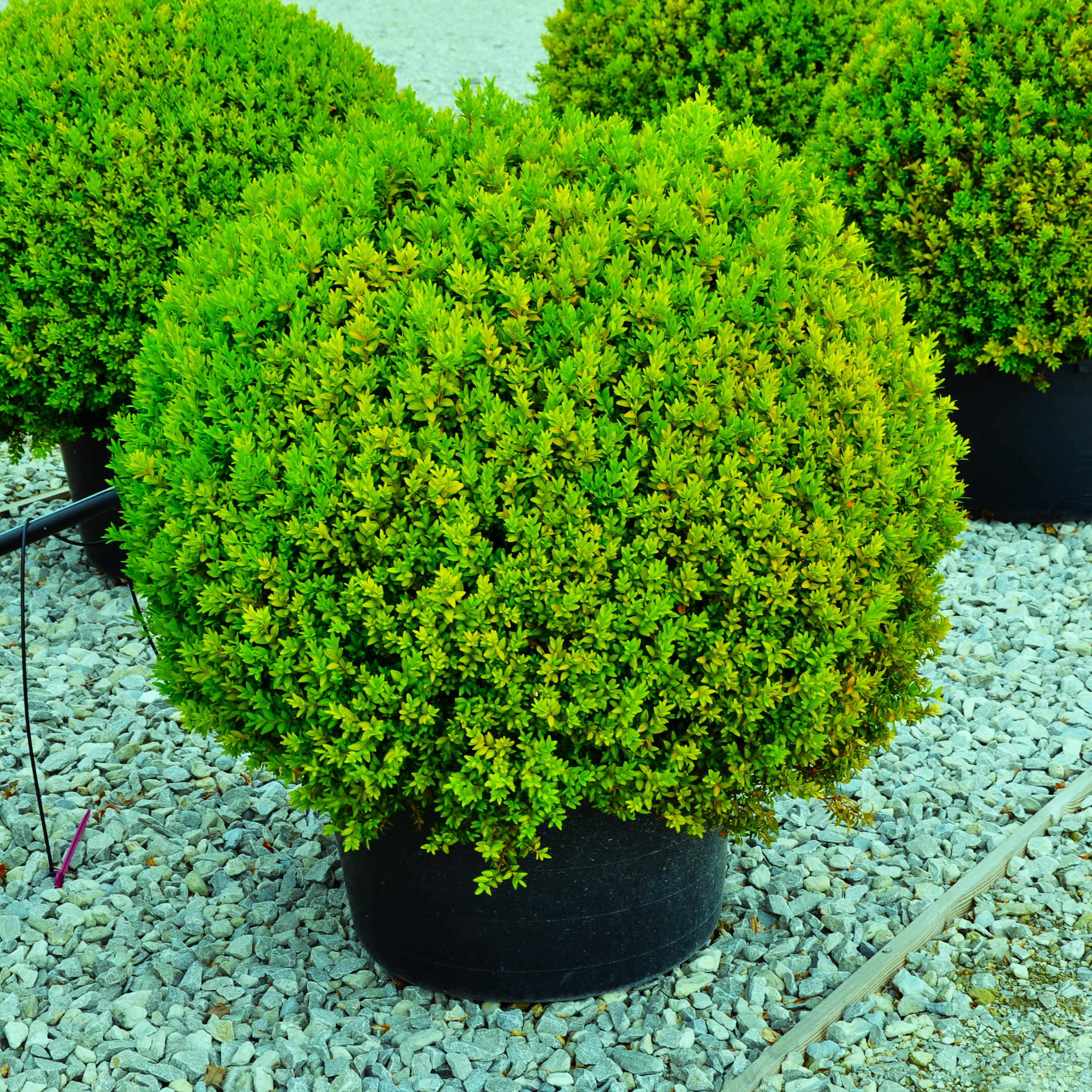 Buxus sempervirens !! SPECIAL OFFER !!